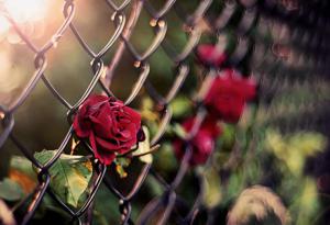 不僅要擁抱玫瑰  也要接受荊棘