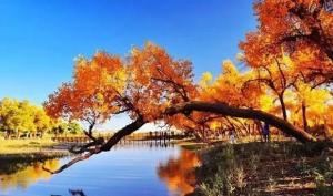 蘇菲主義與伊斯蘭