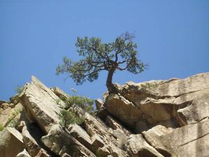 金鏢：忍受患難，兩世成功