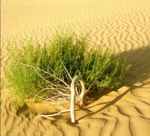  不要與真主的慈恩失之交臂