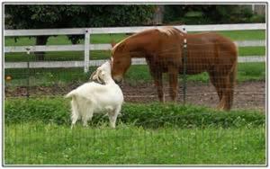 【故事會】山羊救馬自我犧牲