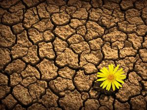  先知關於應對災難打擊的指導