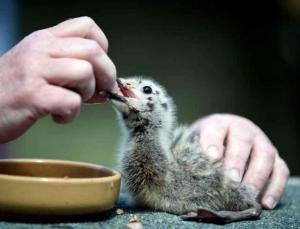 伊斯蘭的動物福利觀