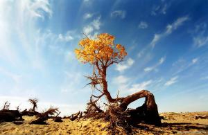 要感恩，要堅忍