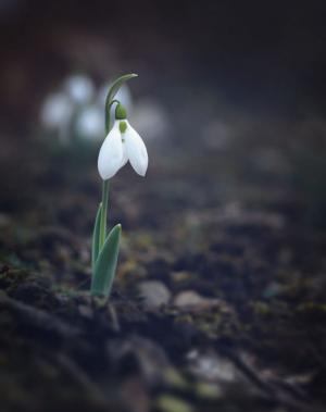 三種土壤，三類心靈
