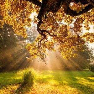  只有不信道的人們才絕望于真主的慈恩