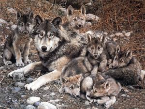 【故事會】十條凶狗對國王的教訓