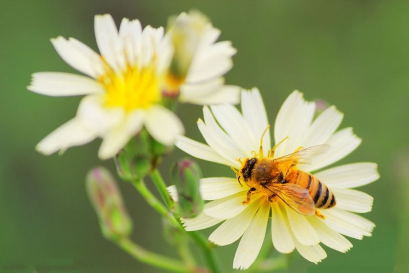 讓我們的心靈成為蜜蜂采蜜的園圃
