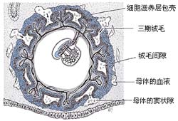 ͼ 2  �������˴��Ŵ�