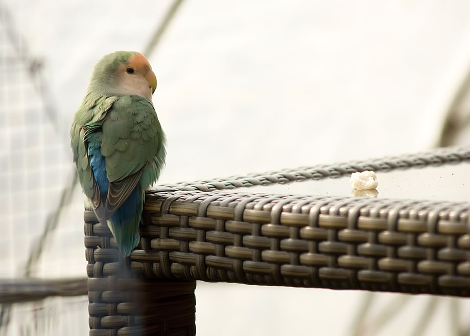 金鏢: 受真主特別眷顧的七種人之—— 因懼怕真主而拒絕誘惑的人