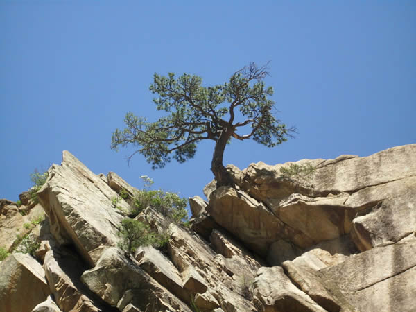 金鏢：忍受患難，兩世成功