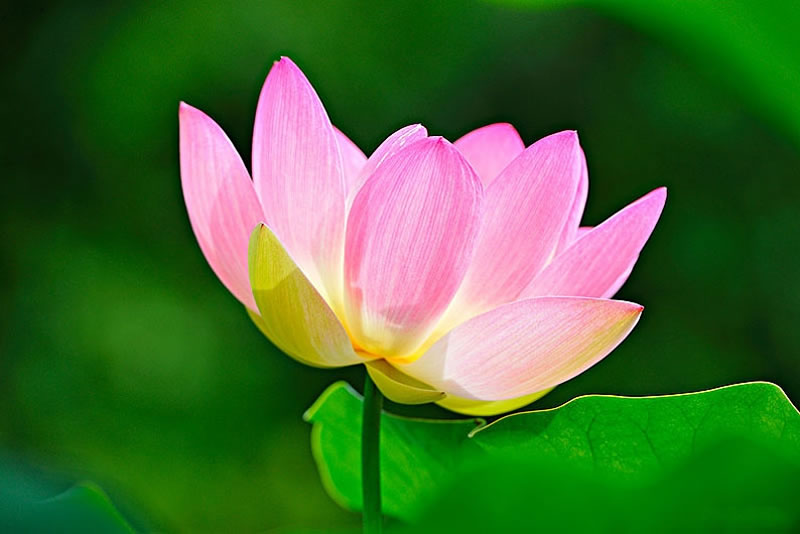 一朵蓮花裡的安拉的跡象