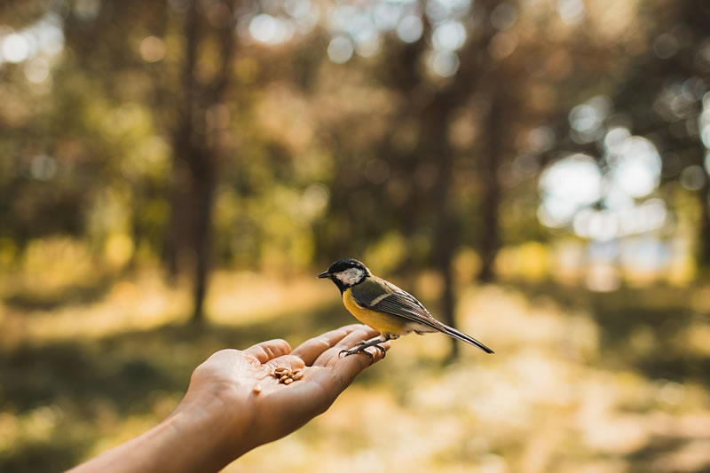 善心善為的最終目的