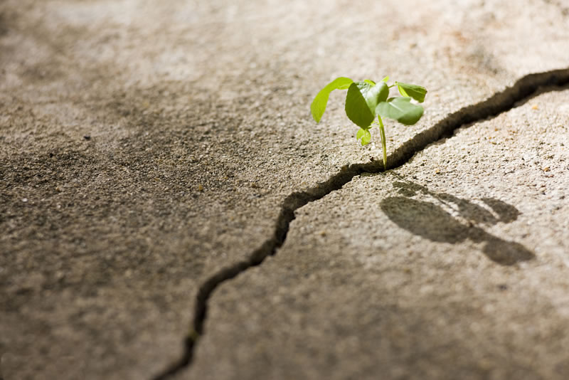 考驗之下見決心