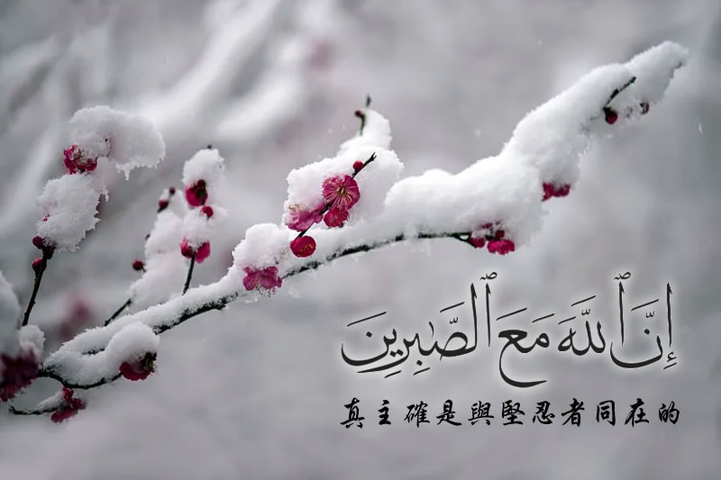 真主與堅忍者相守同在