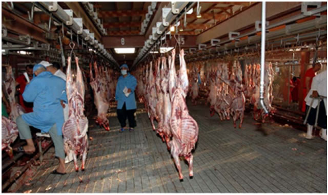 麥加宰牲肉分配規劃