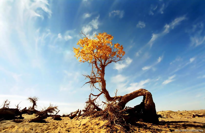 要感恩，要堅忍