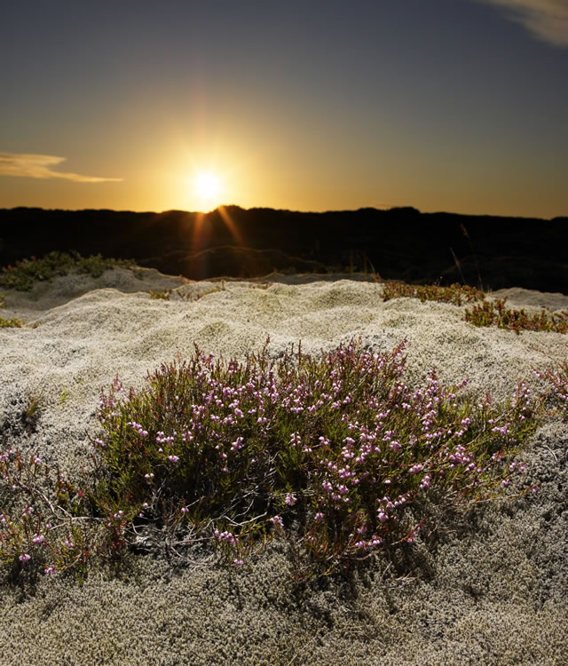 坦然接受所有的悲傷與痛苦