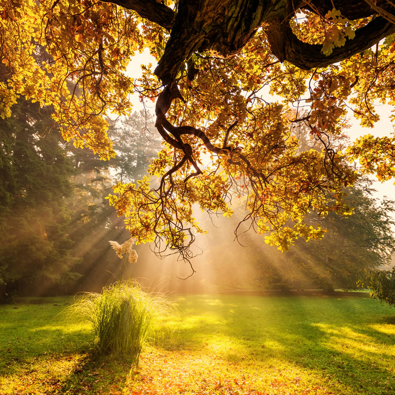  只有不信道的人們才絕望于真主的慈恩