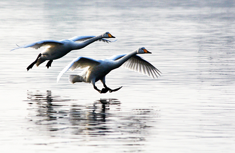 若你無力與人競爭善功中的虔敬，請與罪人競爭對於安拉寬恕的渴求