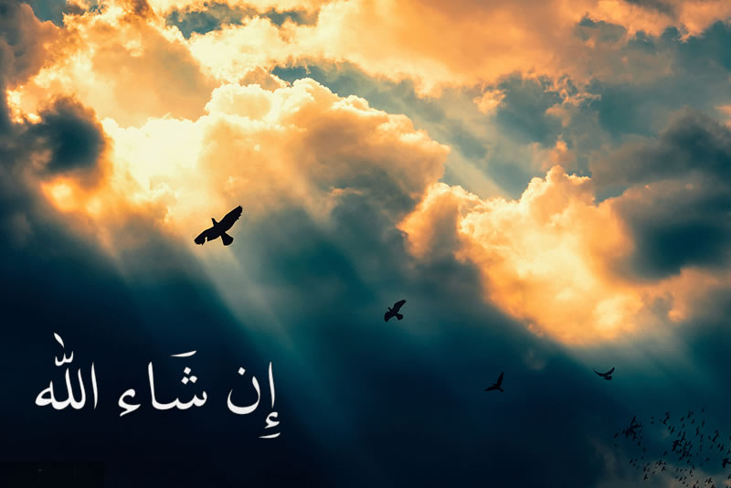 自由就是“若主意欲”