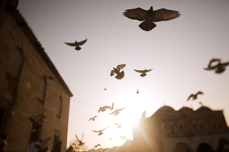 願我們的生命充滿吉慶