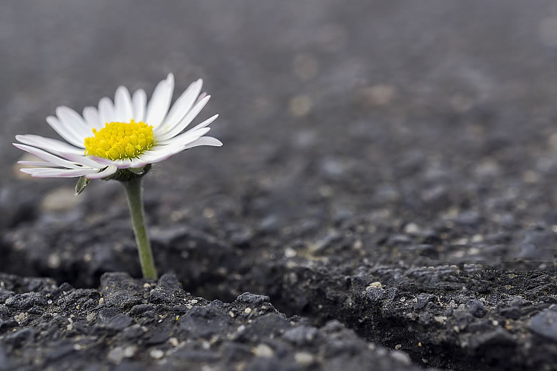 真主不會讓那顆柔弱的心絕望