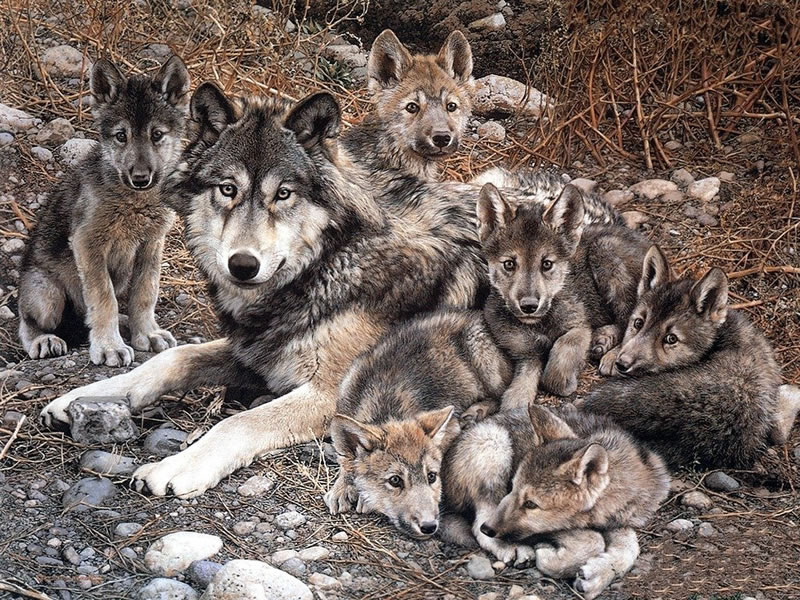 【故事會】十條凶狗對國王的教訓