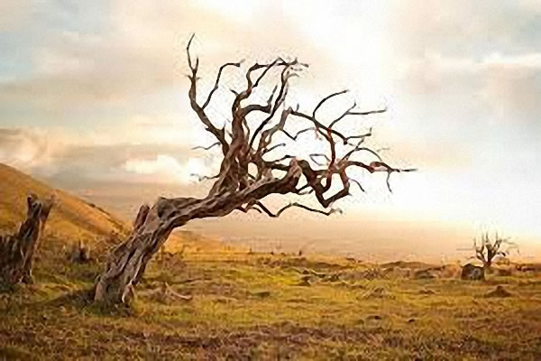 【故事會】一棵醜樹感受真主恩