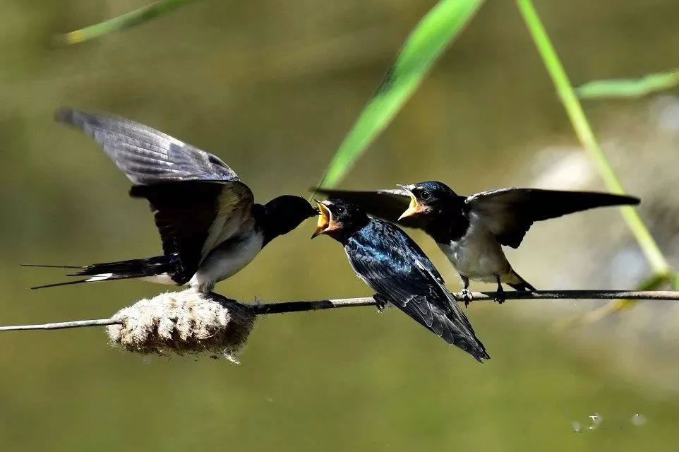 你是哪只小鳥？