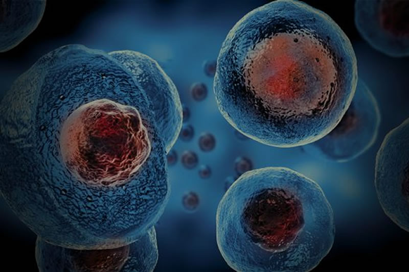 伊斯蘭與進化論：理性解讀與科學事實