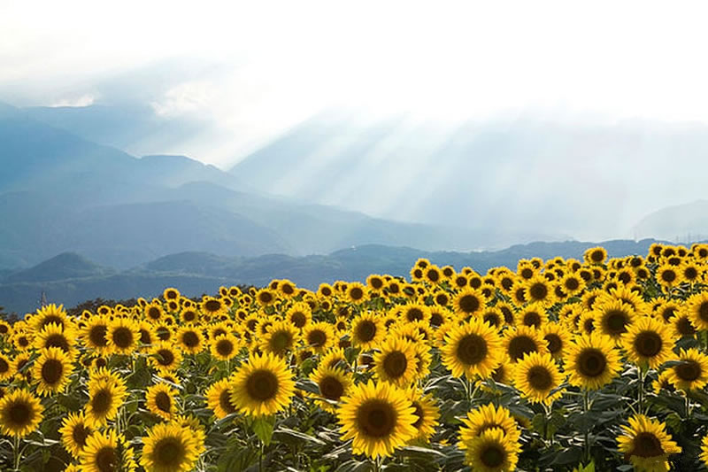 伊斯蘭教的普善精神