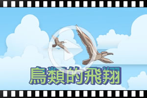 [粵]古蘭經的奇蹟系列：鳥類的飛翔