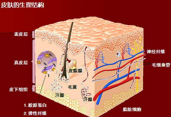 1400年前一段關於皮膚的經文讓當代科學家踏上了歸信之路