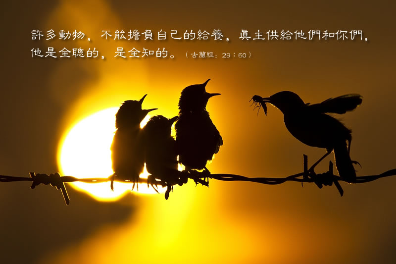 真主的給養及其謀求