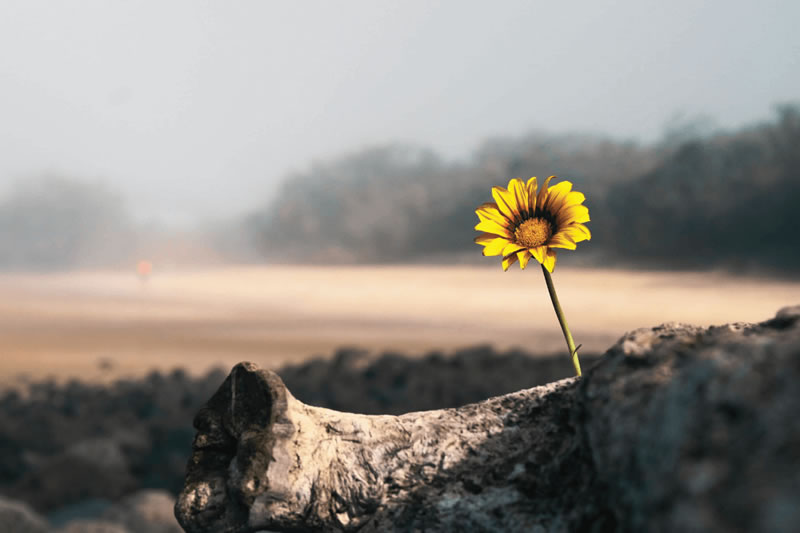 加沙帶給穆斯林的生活啟示