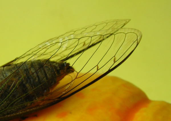 經訓奇跡，蒼蠅翅膀上的醫學奇跡