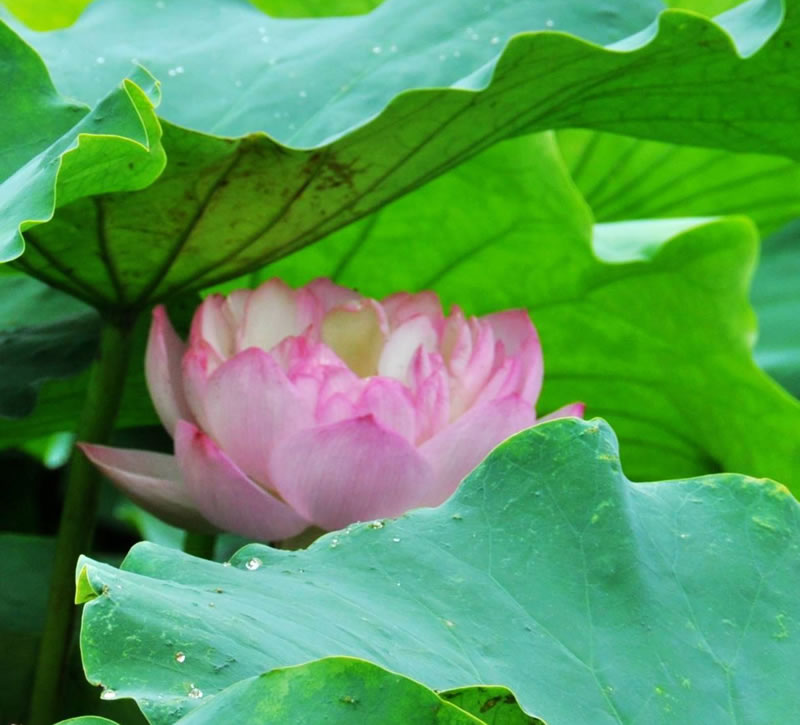 從伊斯蘭的角度看女性的羞恥心