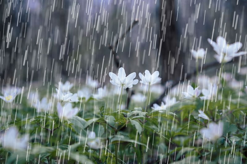 古蘭經中為何將今世比喻為雨水