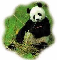 Harun Yahya - The World of Animals